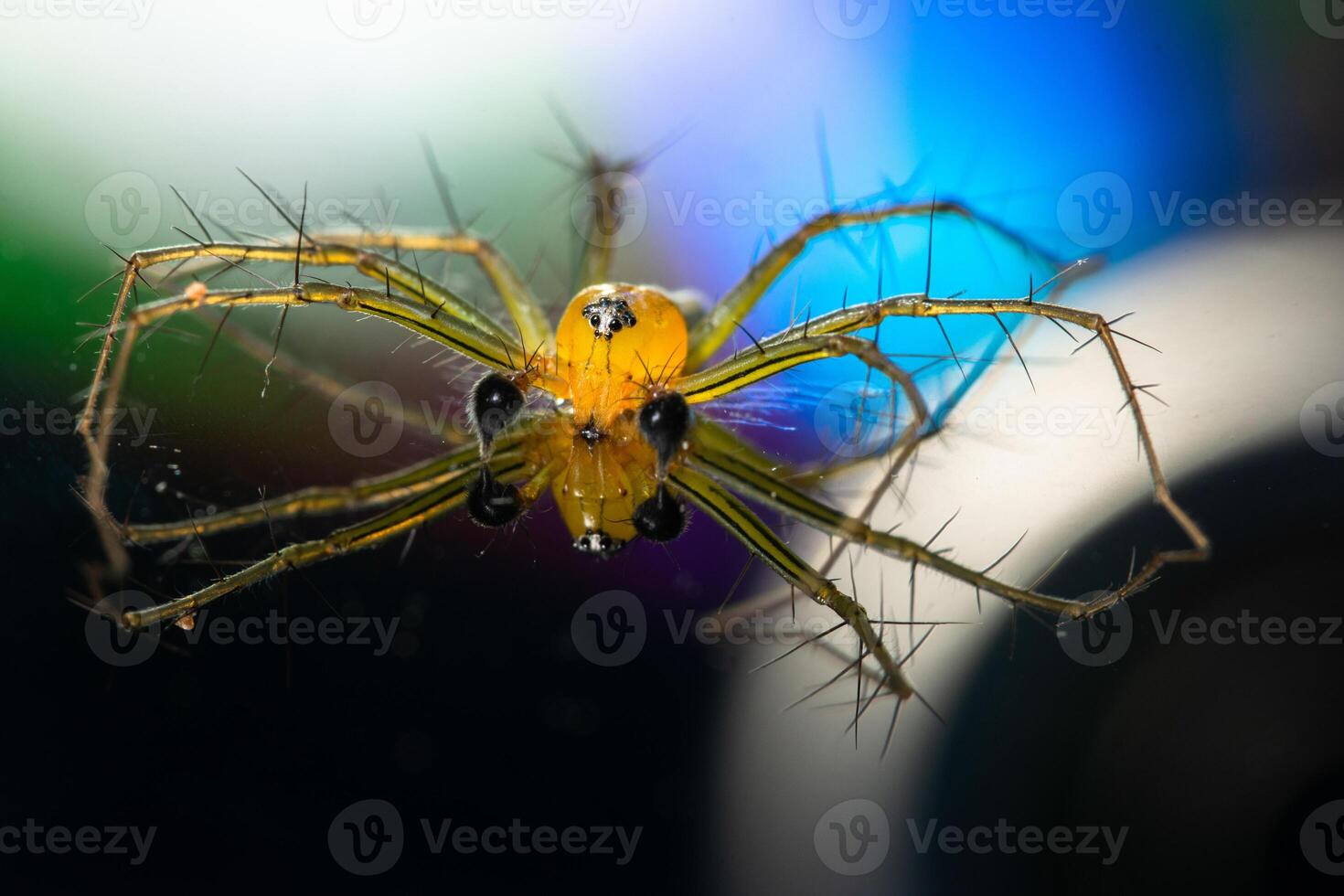 Spinne auf einem reflektierenden Hintergrund foto