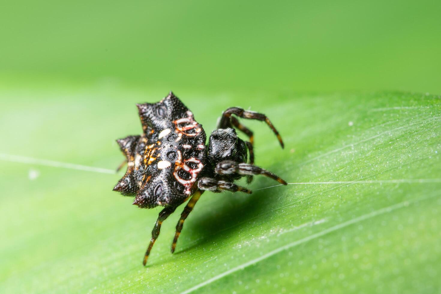 Spinne auf einem Blatt foto