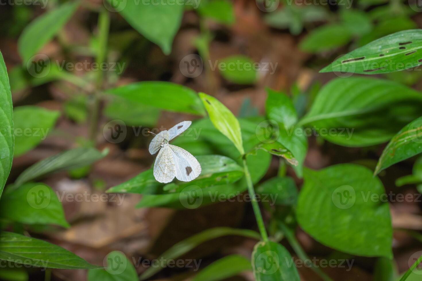 Schmetterling in der Natur foto