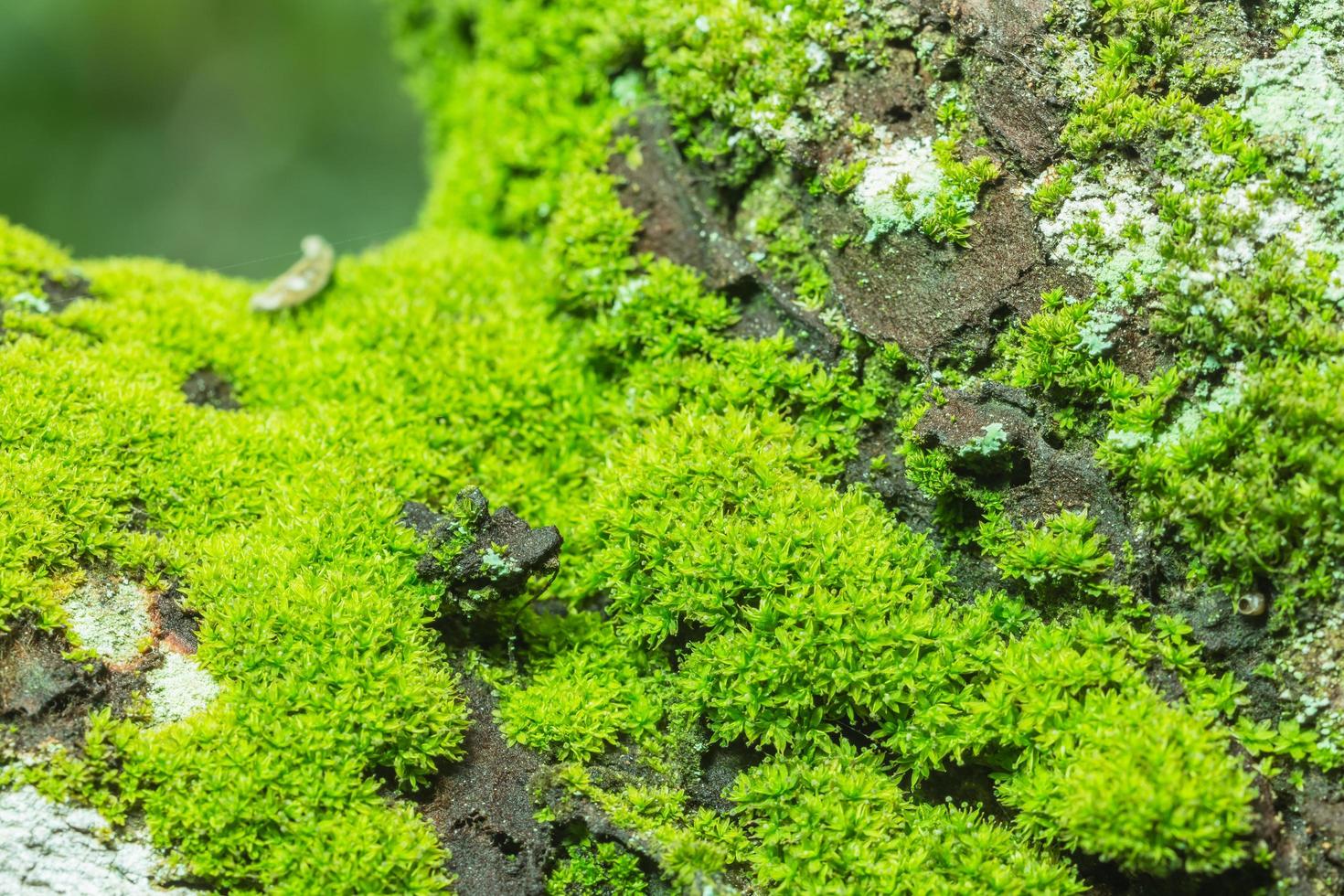 grüner Mooshintergrund foto