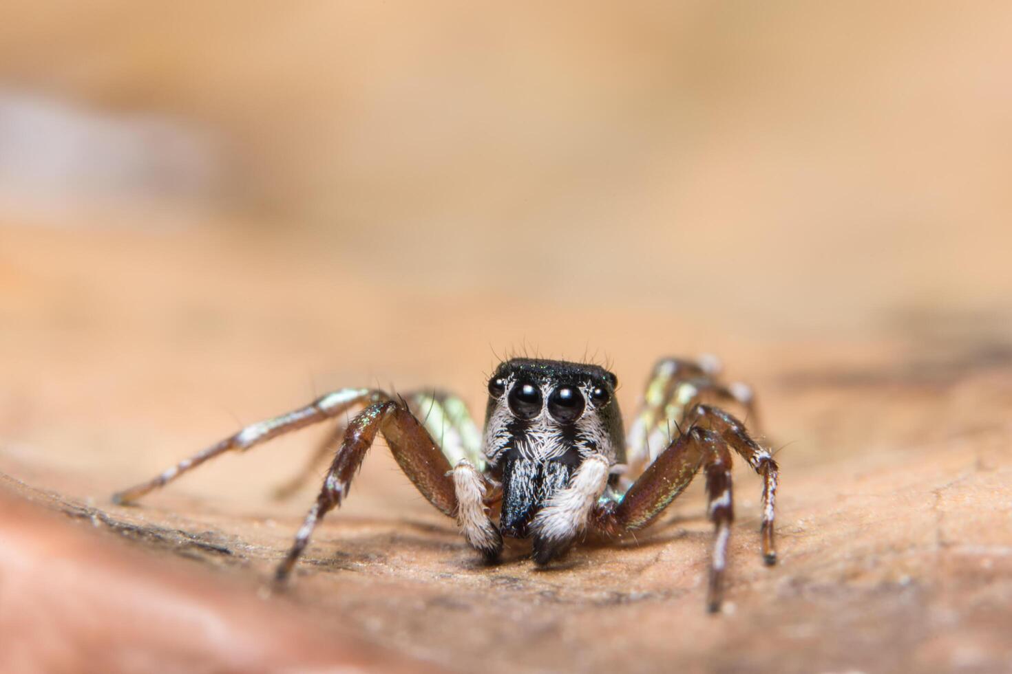 Spinne auf einem Blatt foto