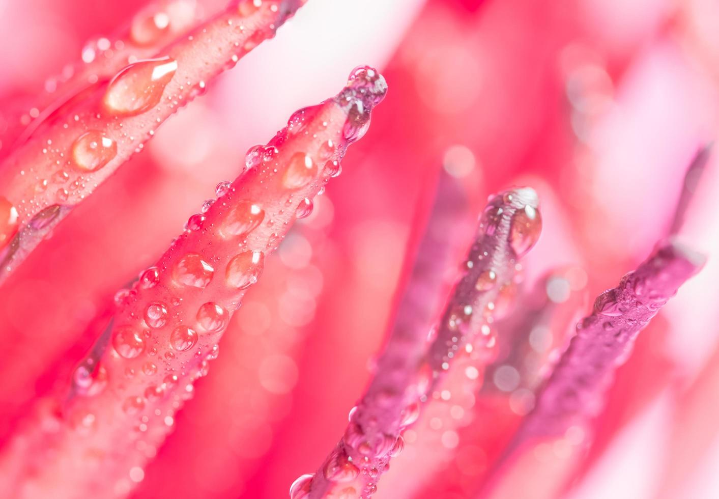 Wassertropfen auf rosa Lotuspollen foto