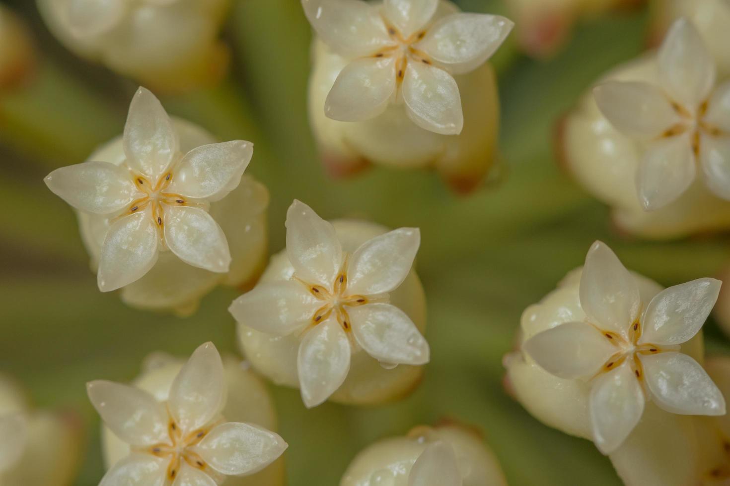 weißes Hoya-Blumenmakro foto