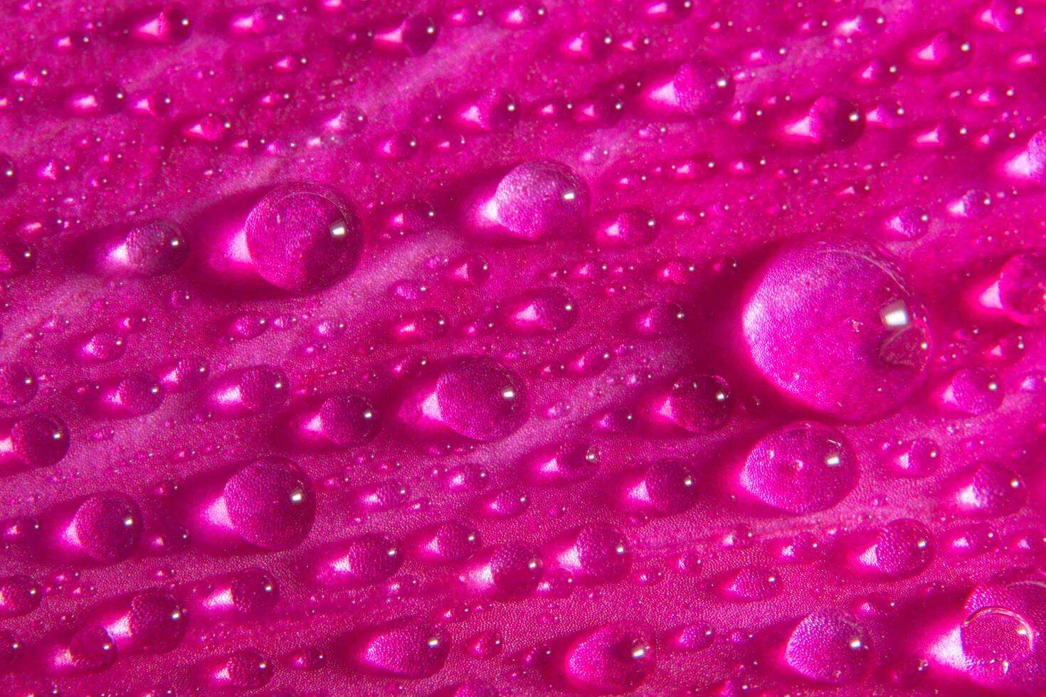 Wassertropfen auf rosa Blütenblättern, Nahaufnahme foto