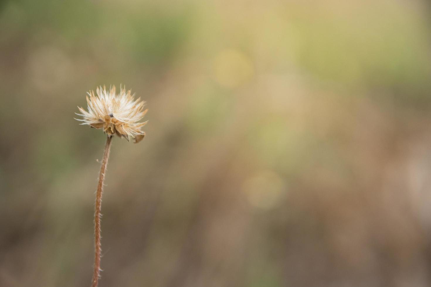 wilde Blume in der Natur foto