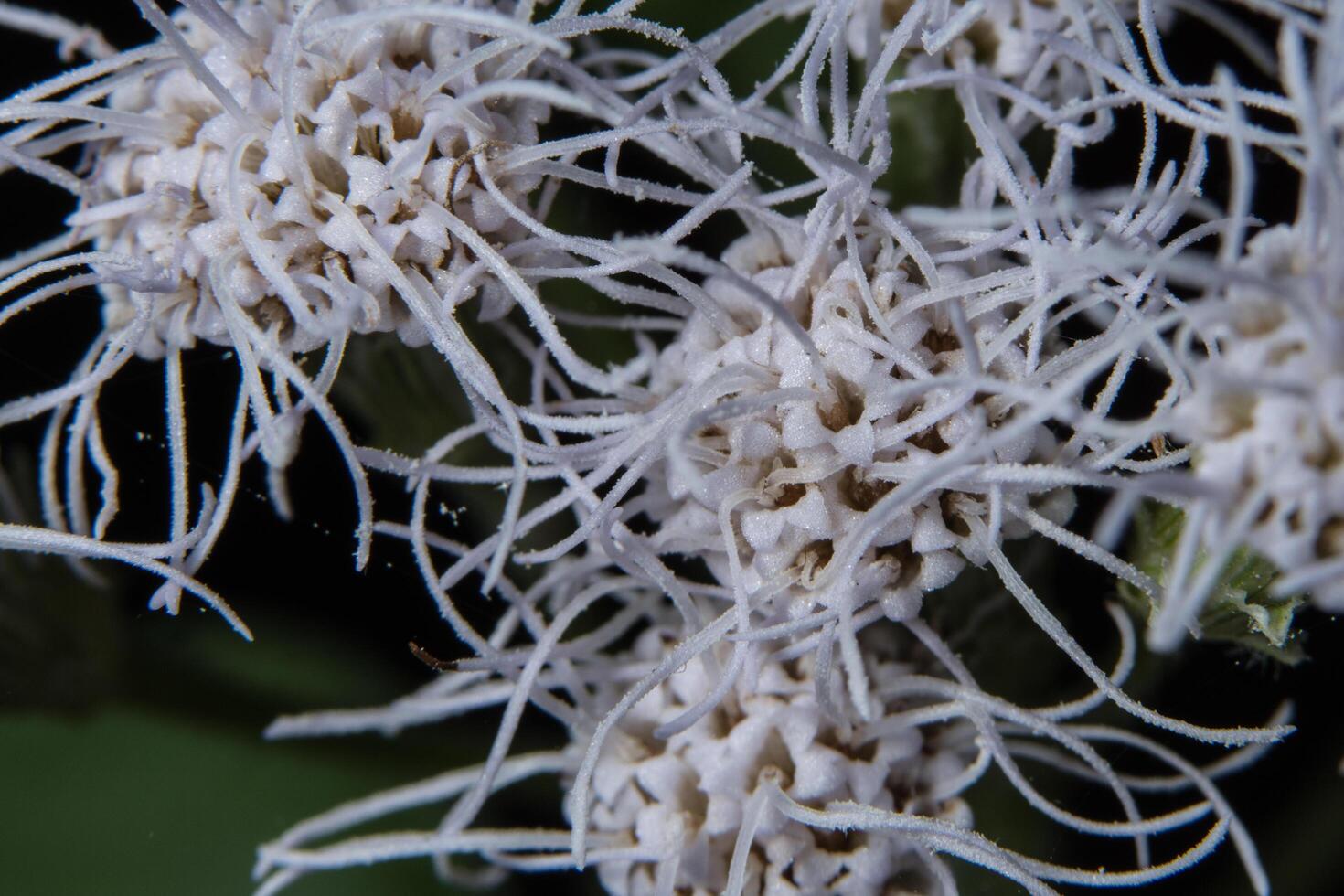 Wildblumen-Nahaufnahmefoto foto