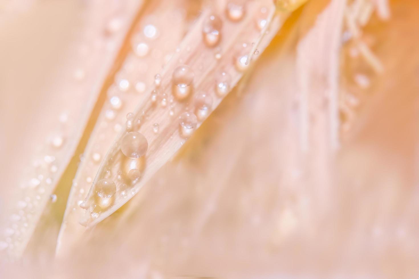 Wassertropfen auf rosa Blütenblättern foto