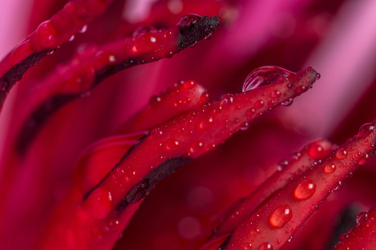 Wassertropfen auf Lotusblättern foto