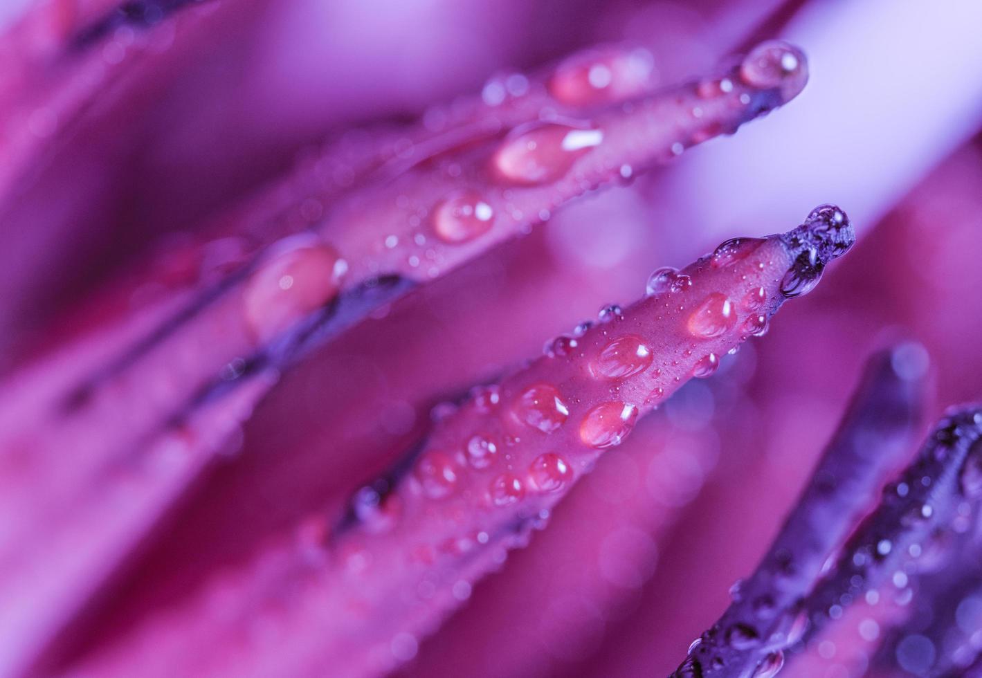 Wassertropfen auf violetten Lotuspollen foto