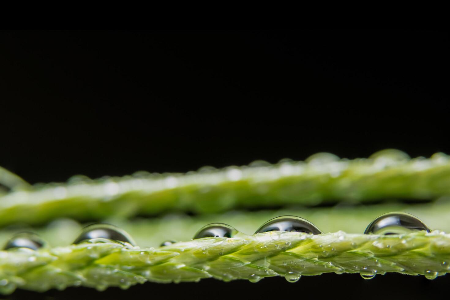 Wassertropfen auf eine grüne Pflanze foto