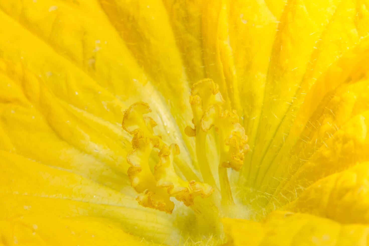 gelbe Kürbisblumen-Nahaufnahme foto