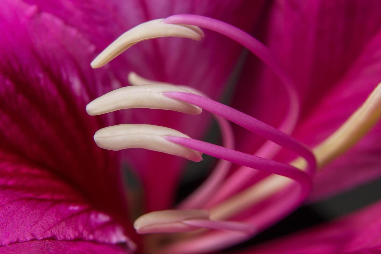 rosa Pollen Nahaufnahme foto