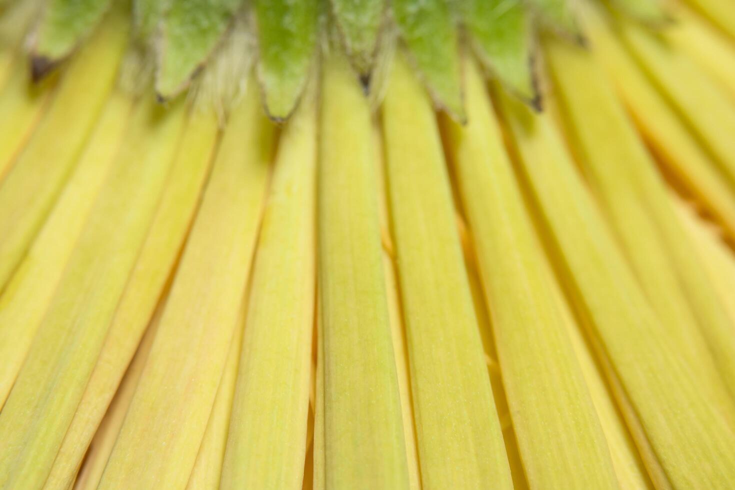 Wassertropfen auf Blütenblättern foto