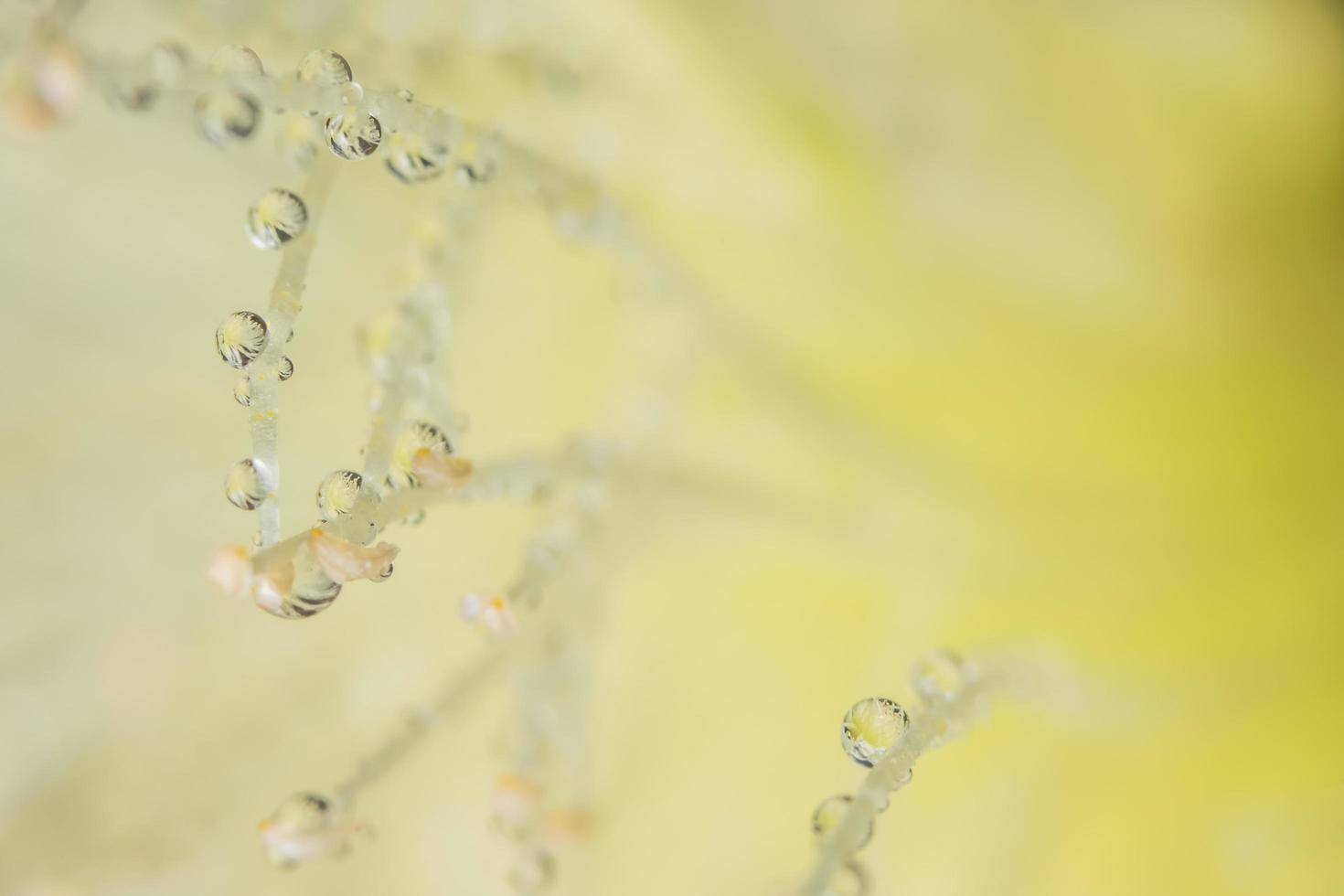 Wassertropfen auf gelben Blütenblättern foto