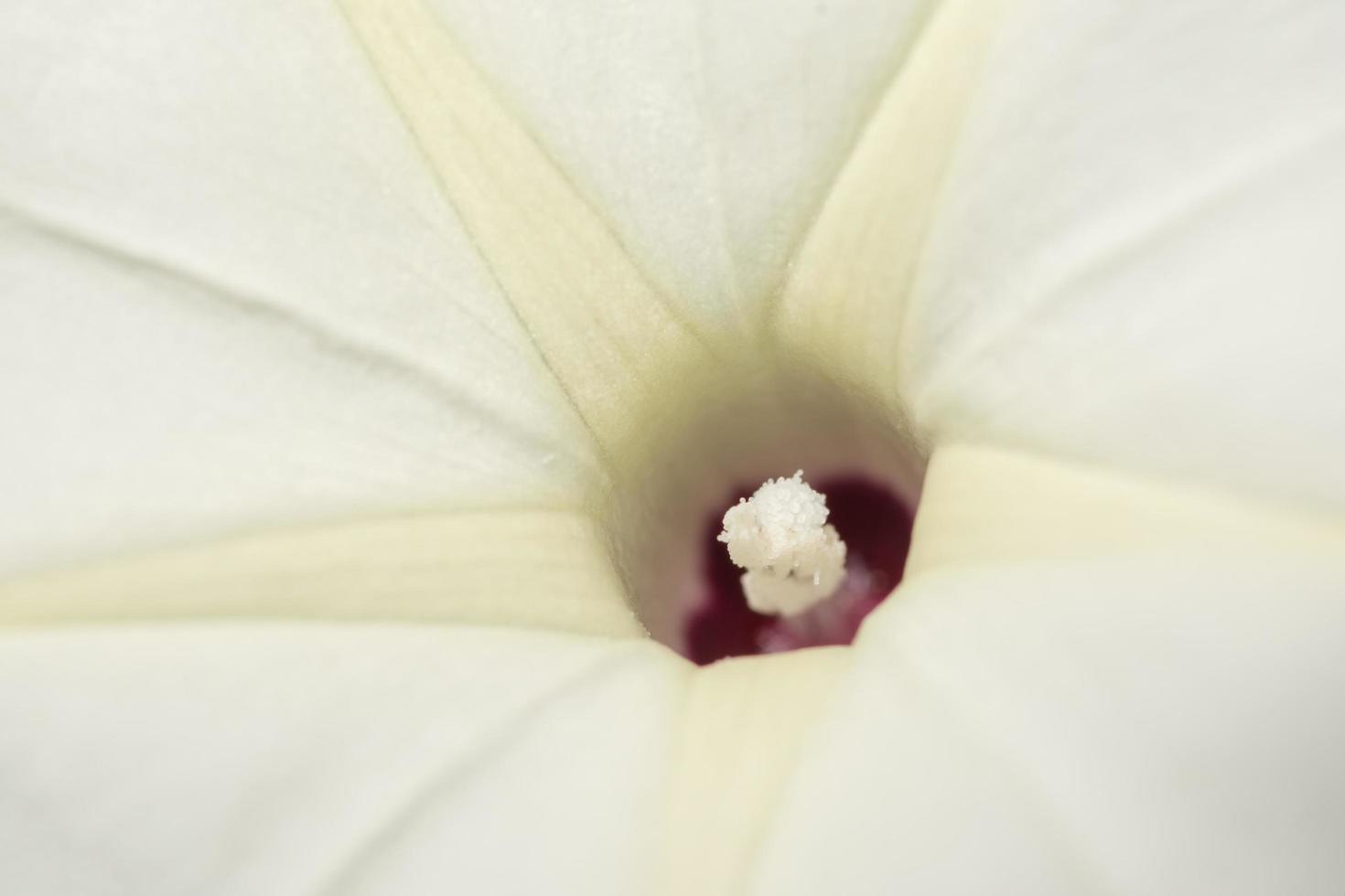 Makro der weißen Blume foto