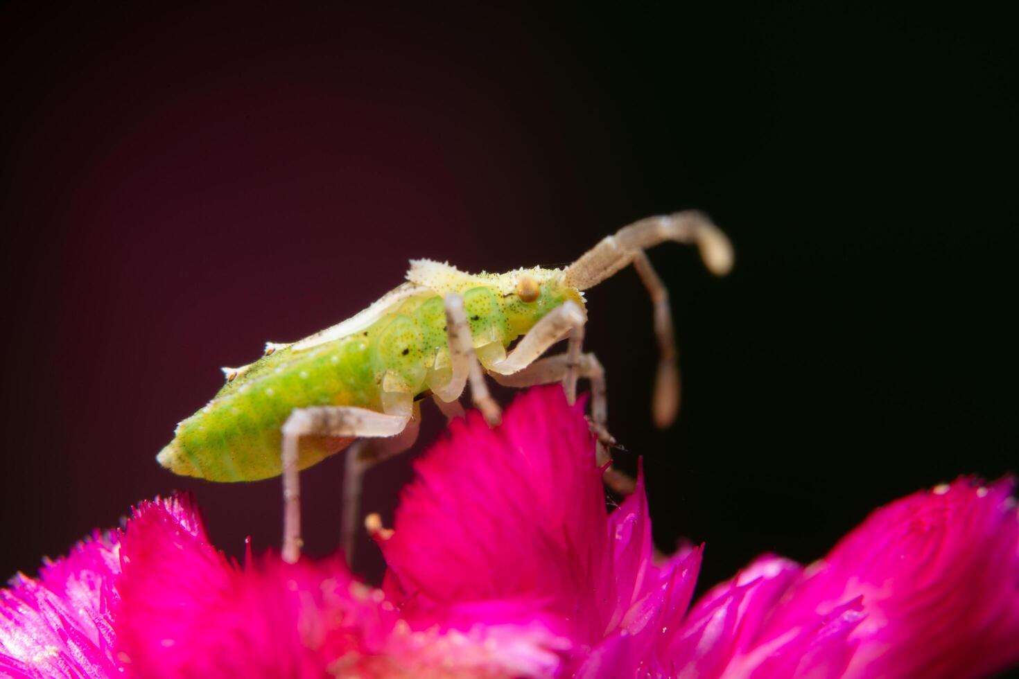 brauner Mörderwanze auf einer Blume foto