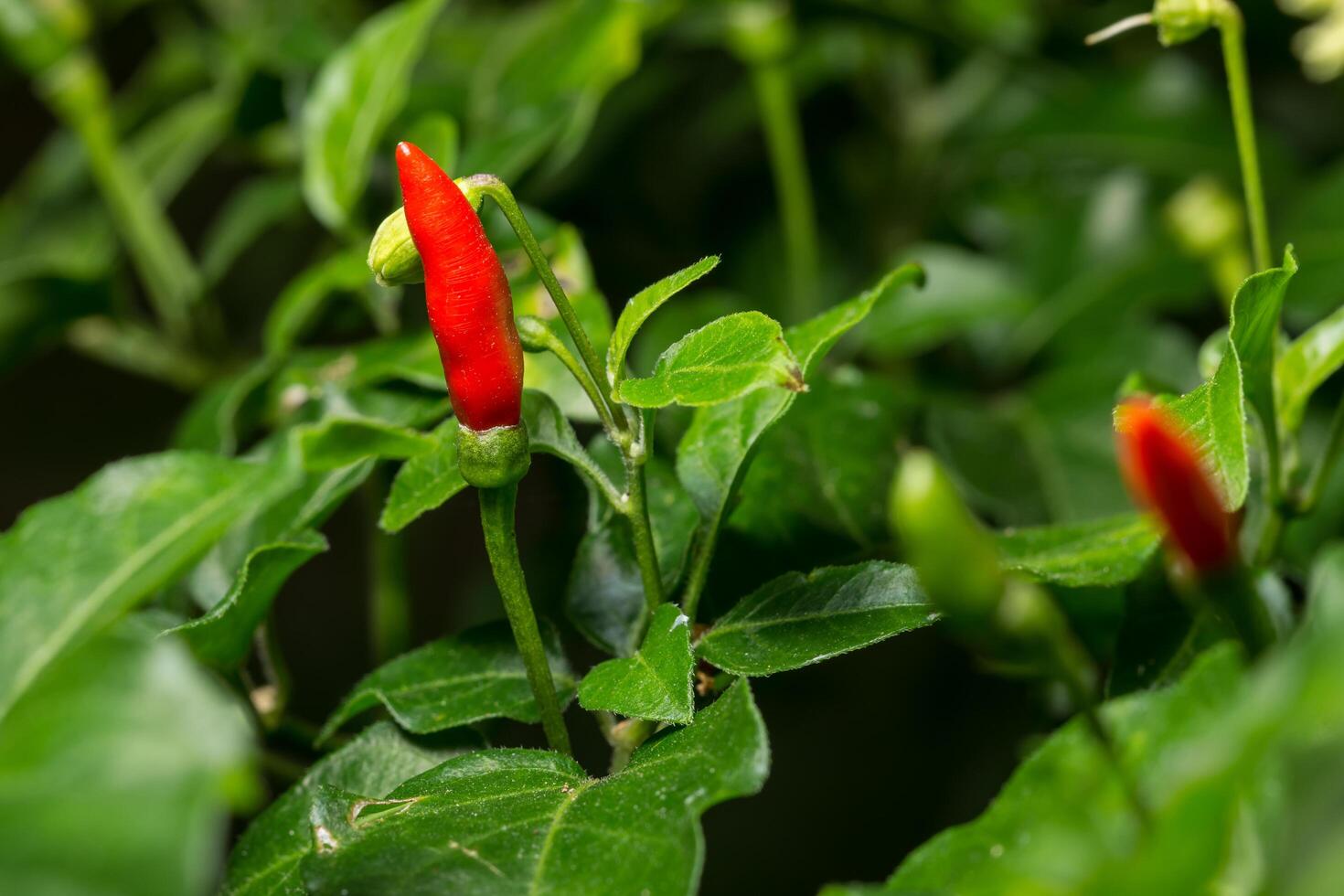 rote Chili Nahaufnahme foto