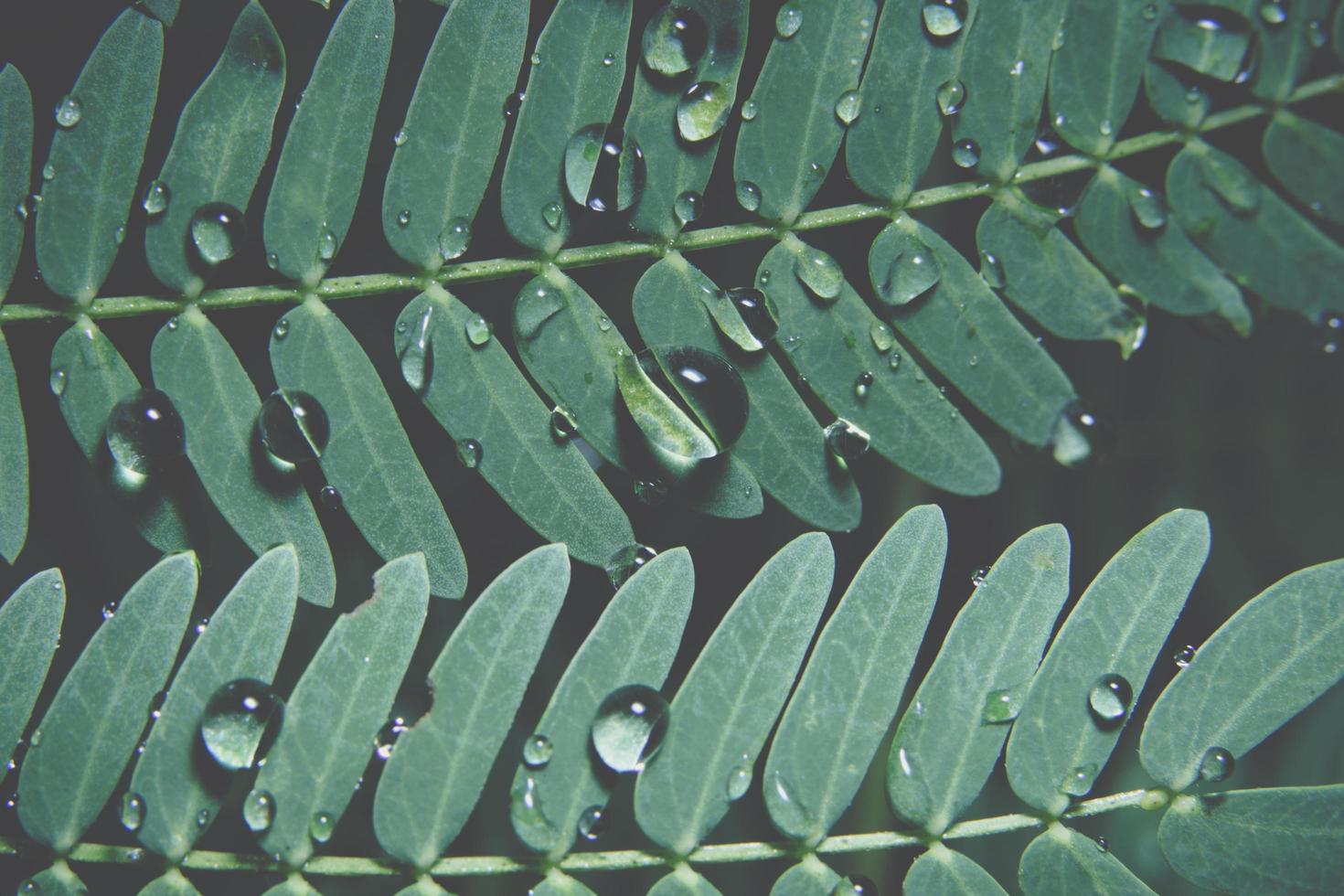 Wassertropfen auf eine Pflanze foto