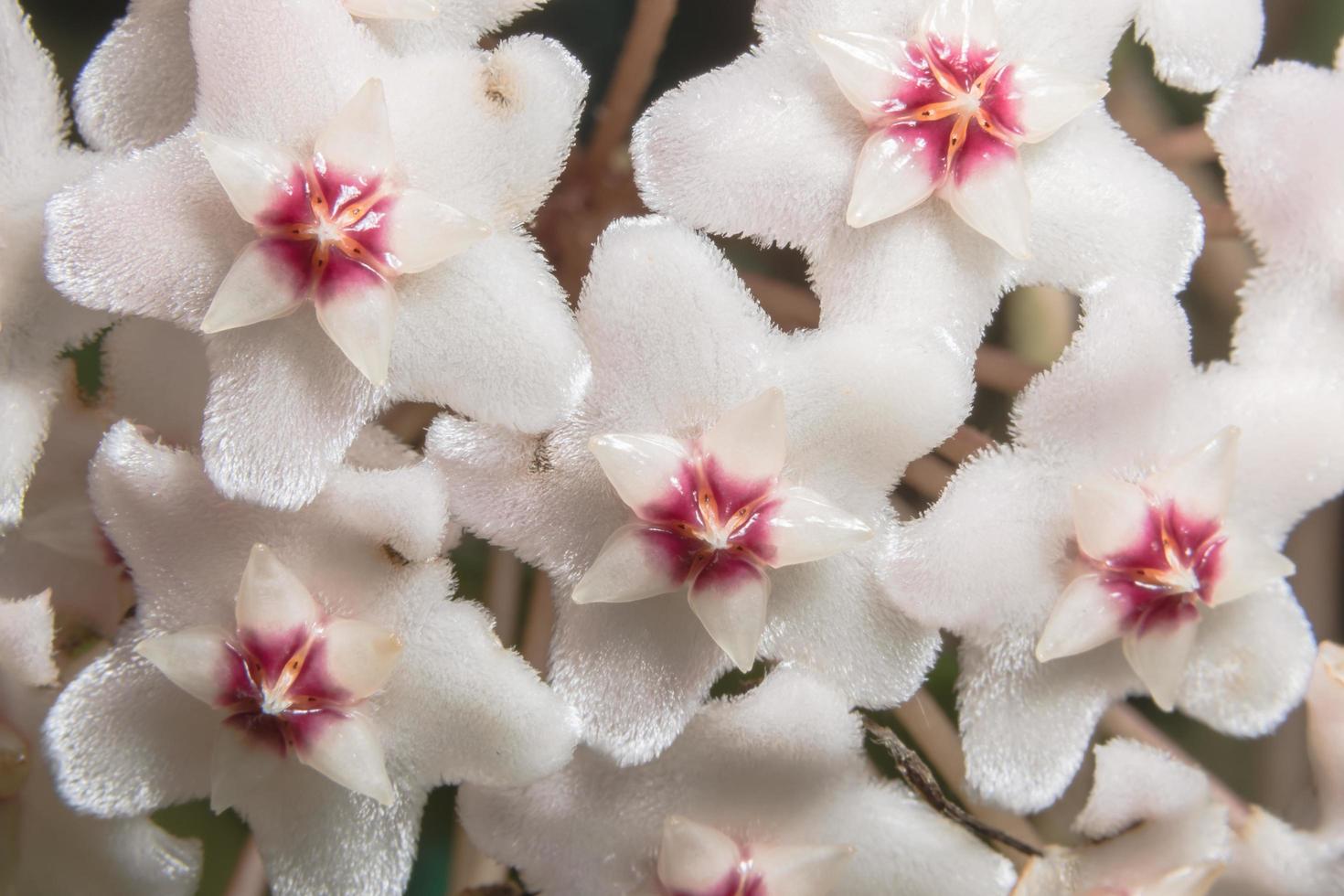 Hoya Blumen Nahaufnahme foto