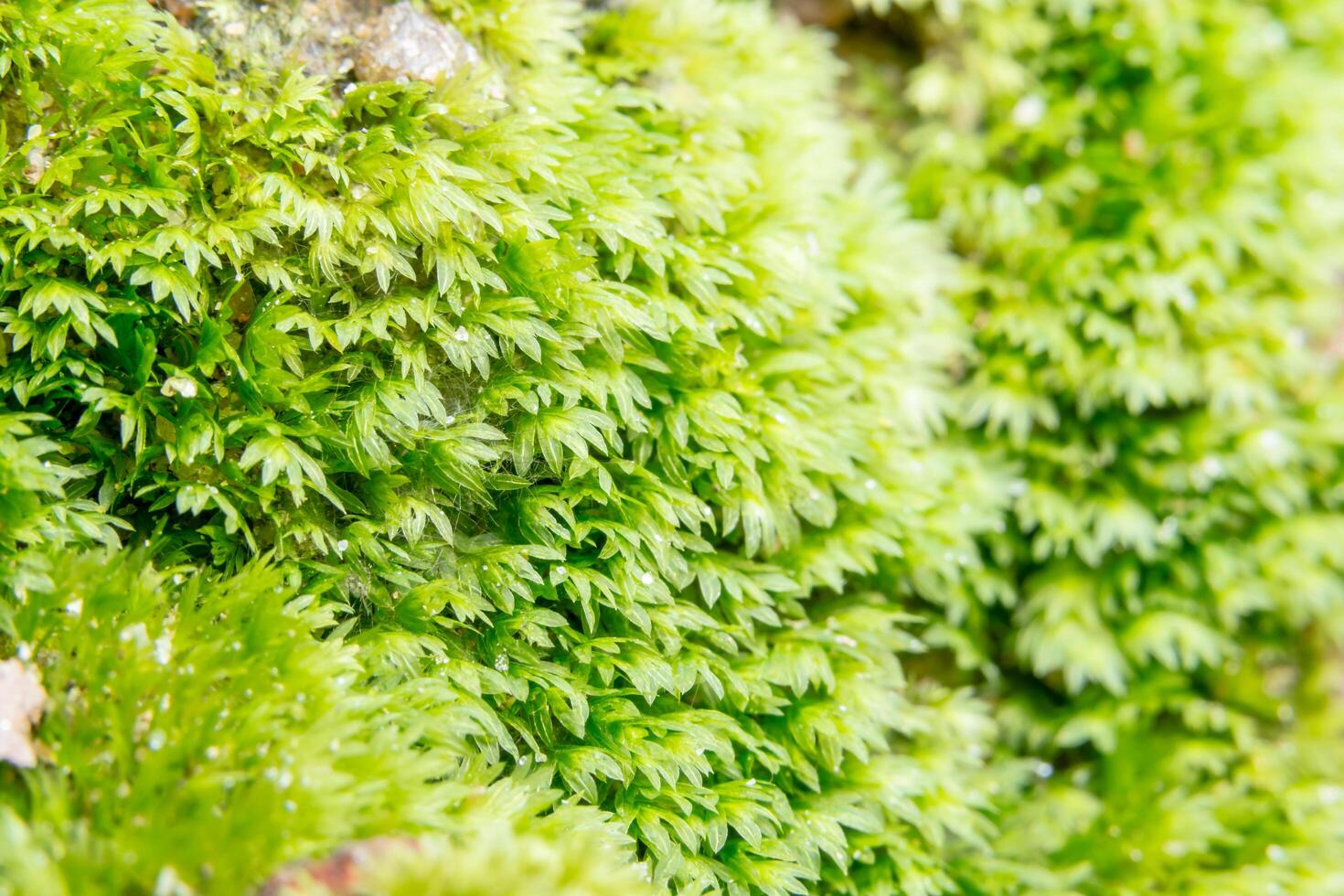 grüne Litschimoos-Nahaufnahme foto