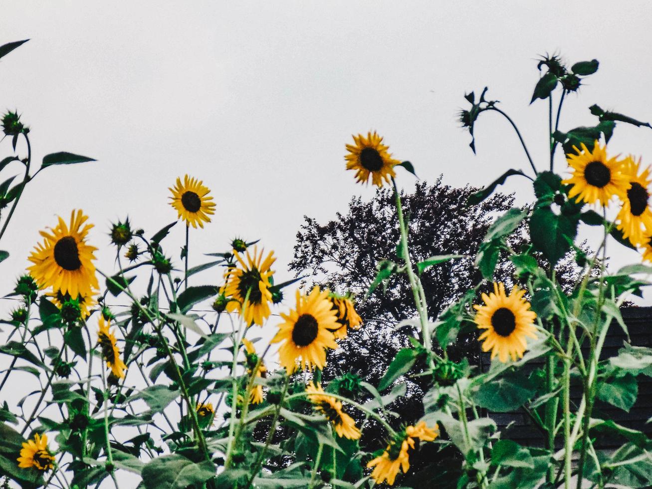 Nahaufnahme von Sonnenblumen foto