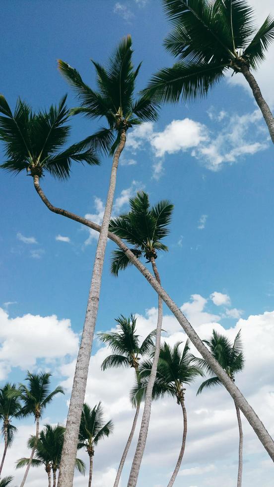 Palmen gegen einen blauen Himmel foto