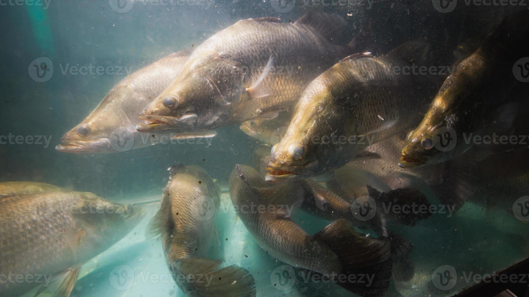 Schnapperfisch im Aquarium foto