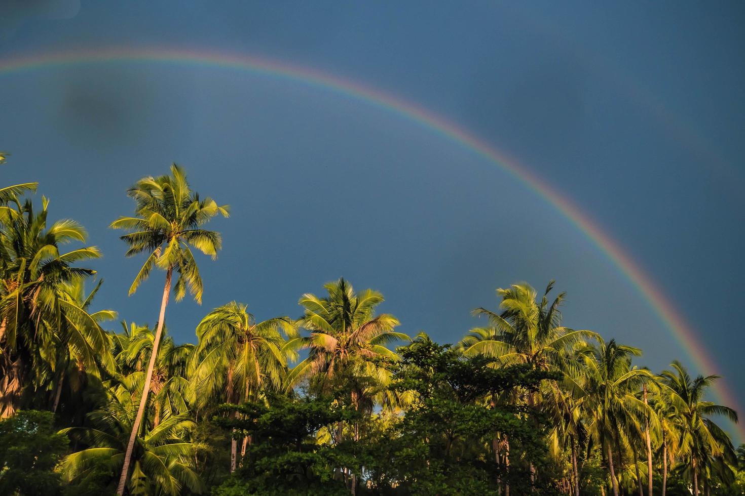 tropische Regenbogenpalmen. foto