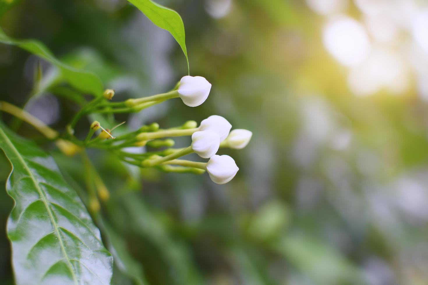 Nahaufnahme von weißen Blumen foto