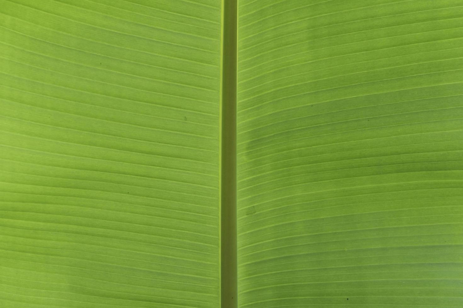 frische grüne Bananenblätter für Hintergrund. foto