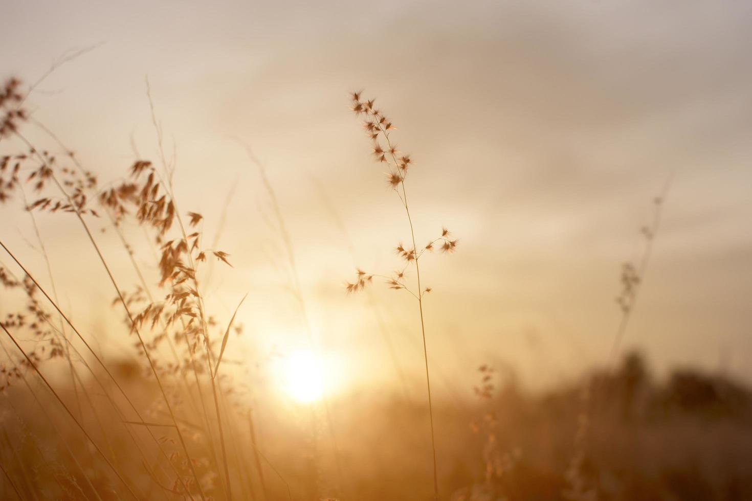 Schattenbild des Grases bei Sonnenuntergang foto