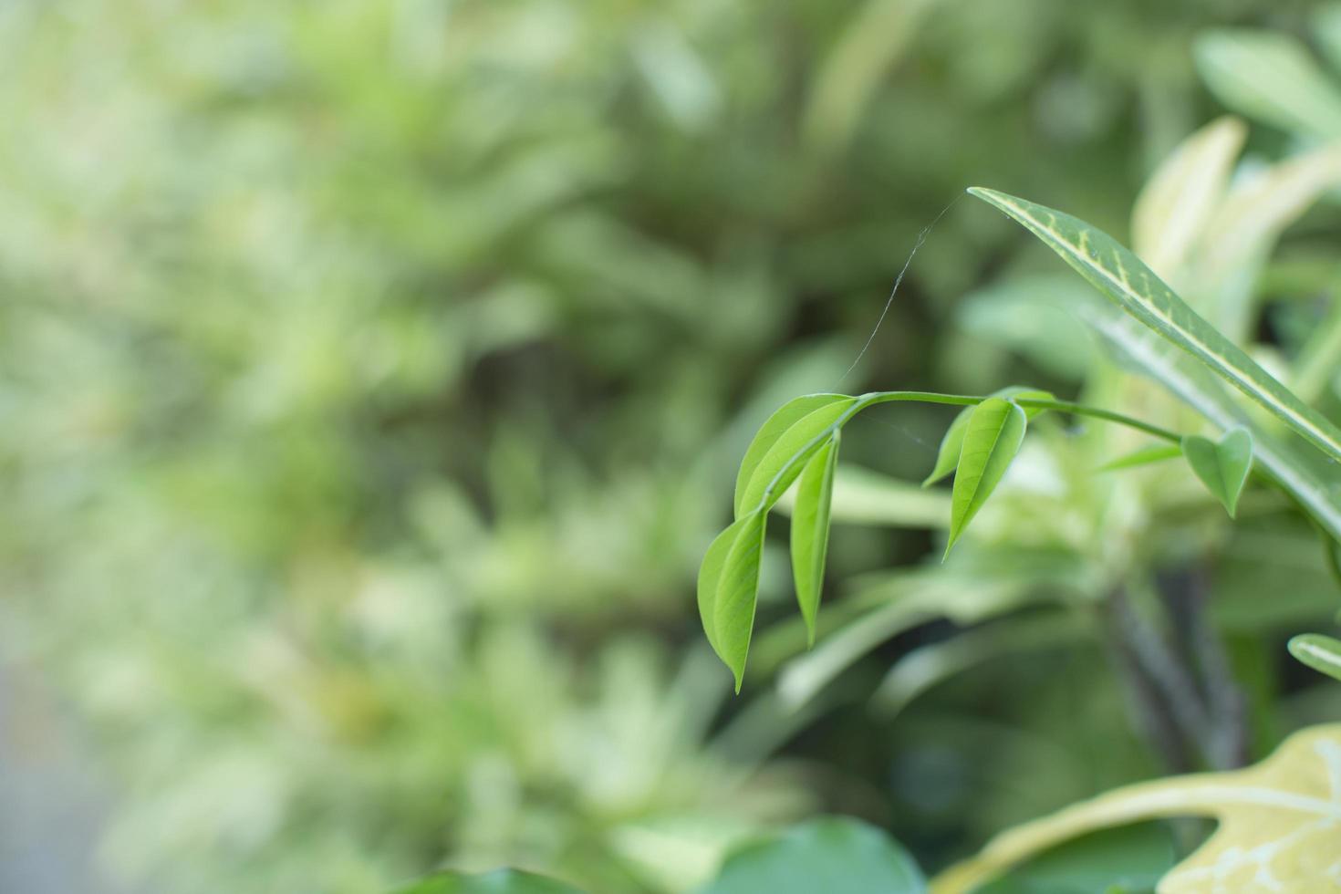 obere Blätter schwächen Hintergrund, Lebensstil, Natur, Grün foto