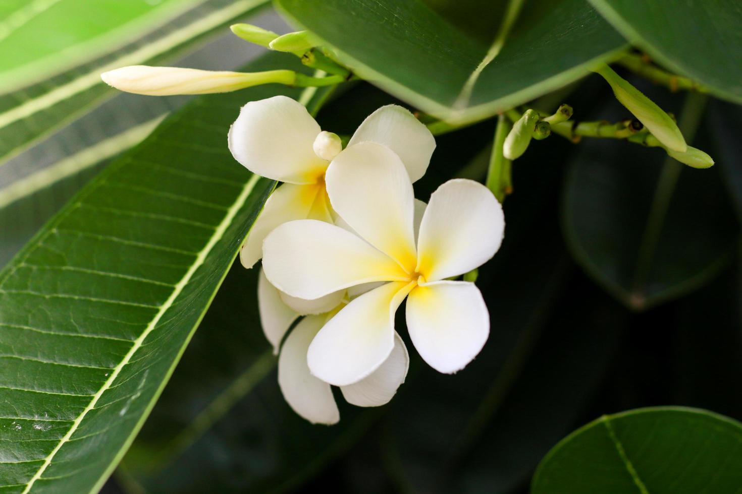 Frangipani Blüten weiß gelb mit Blättern grün foto