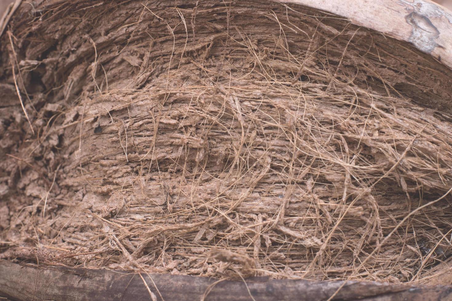 Kokosnussparfüm schneidet mit Kokosnussschalenhaaren. foto