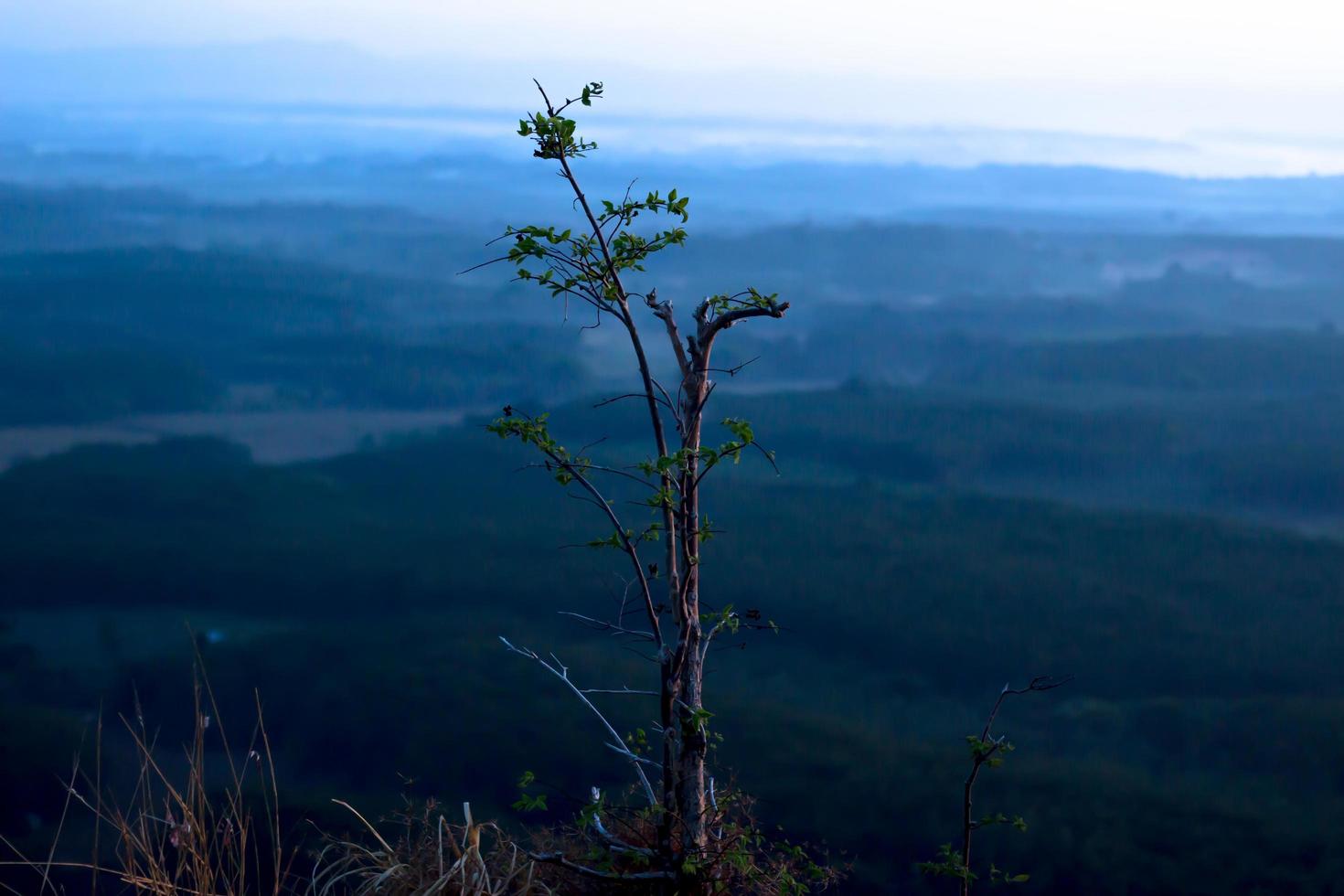 der Baum auf der Spitze des Hügels und der Himmelhintergrund foto