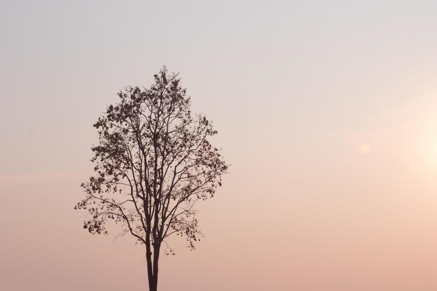 orange Himmel und ein Baum foto