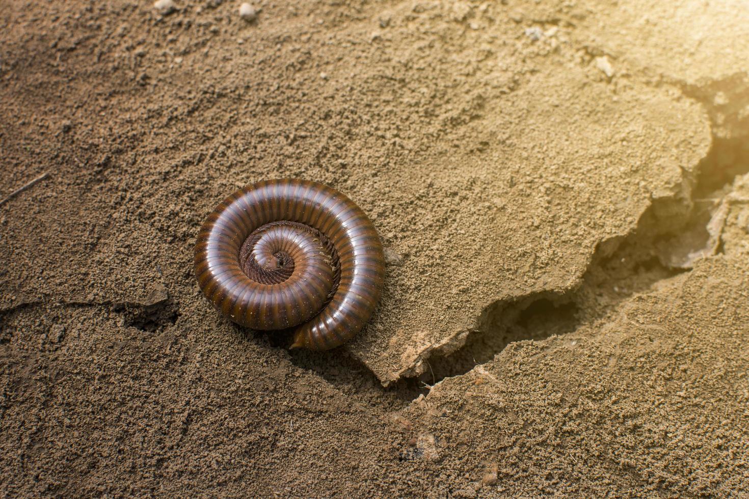 Wurm in einer Spirale foto