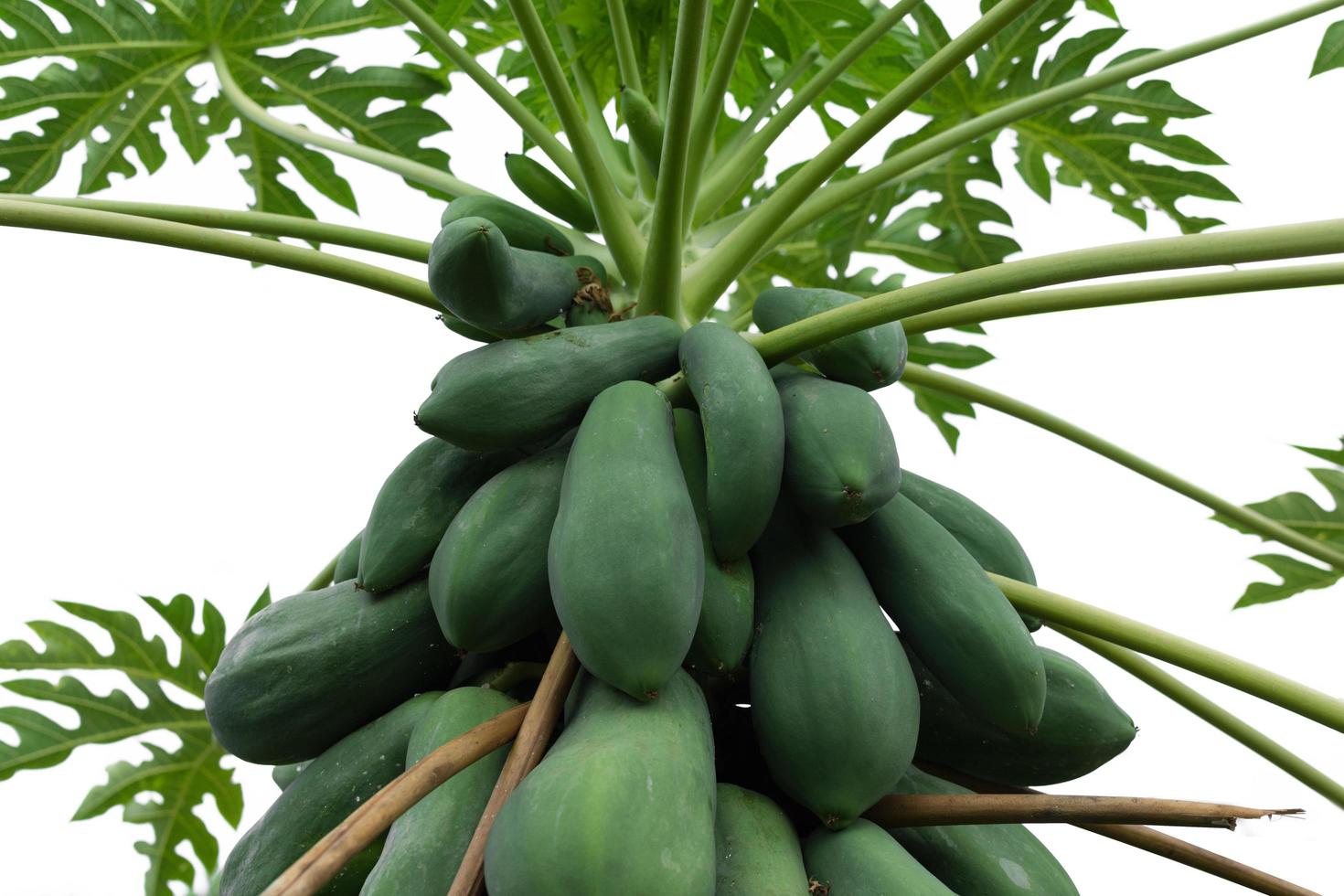 Nahaufnahme eines Papaya-Baumes foto