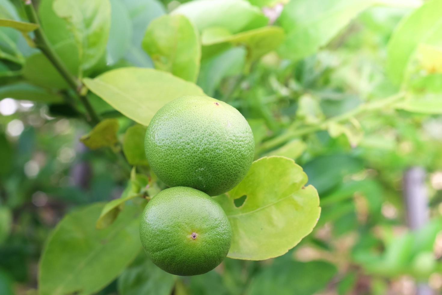 frischer Zitronenbaum foto