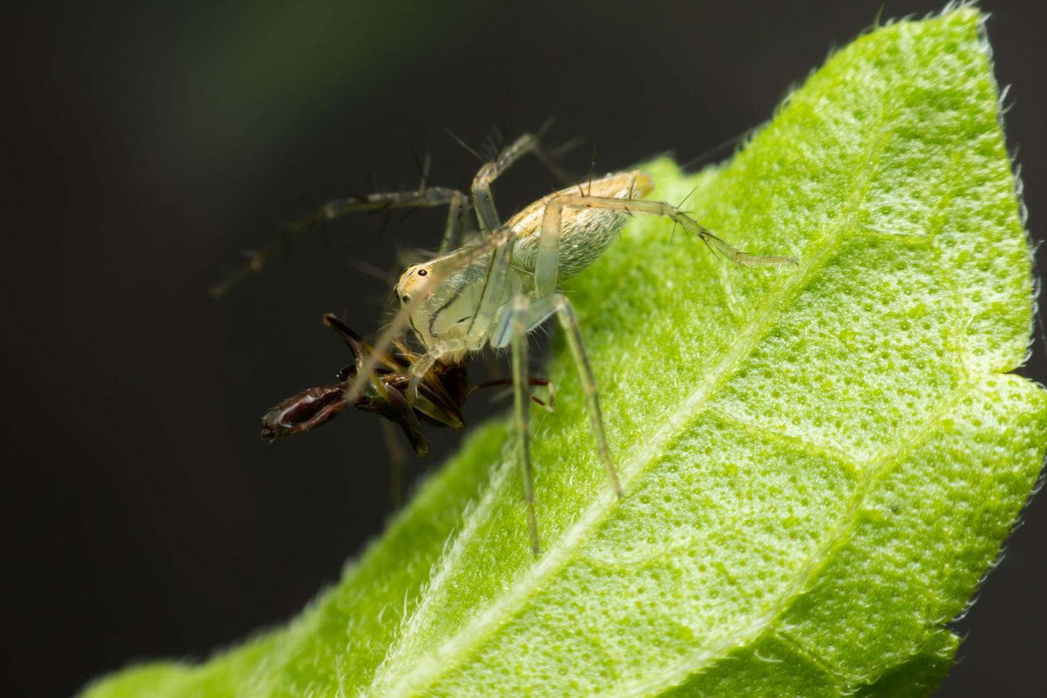 braune Spinne, die auf dem Blatt geht foto