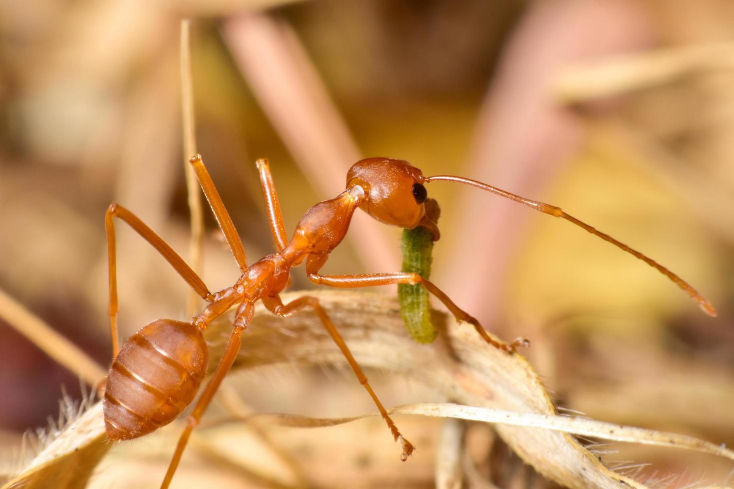 Ameise bewegt Nahrung zum Nest foto