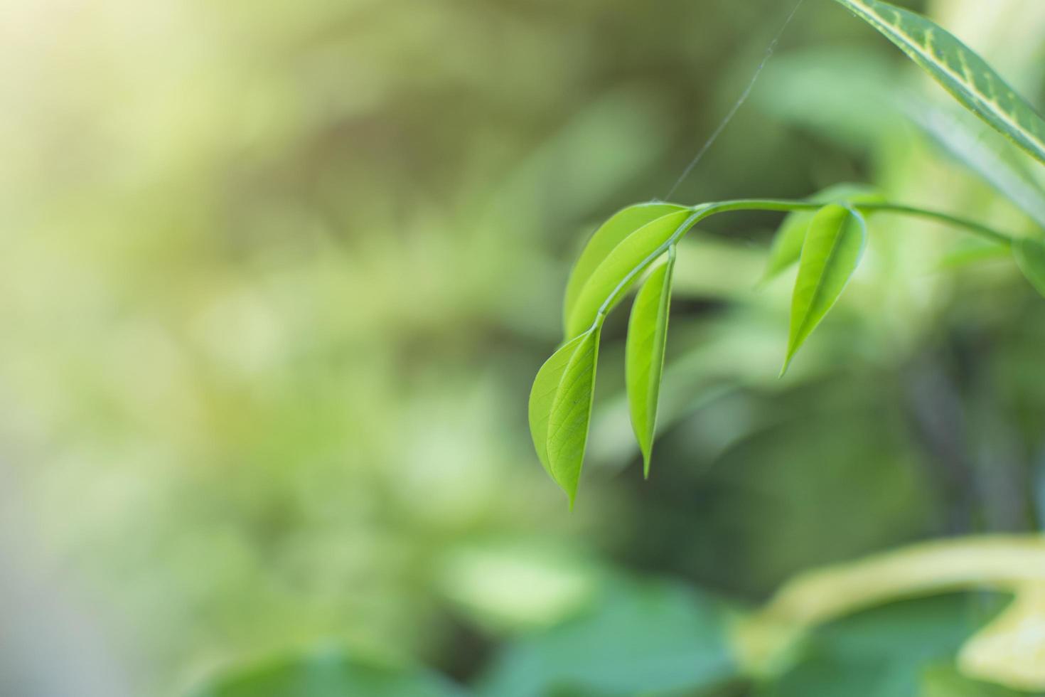 grüne Blätter mit Kopierraum foto