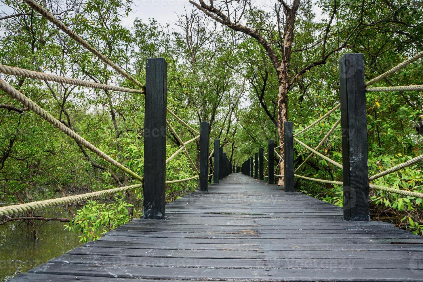 Gehweg im Mangrovenwald foto