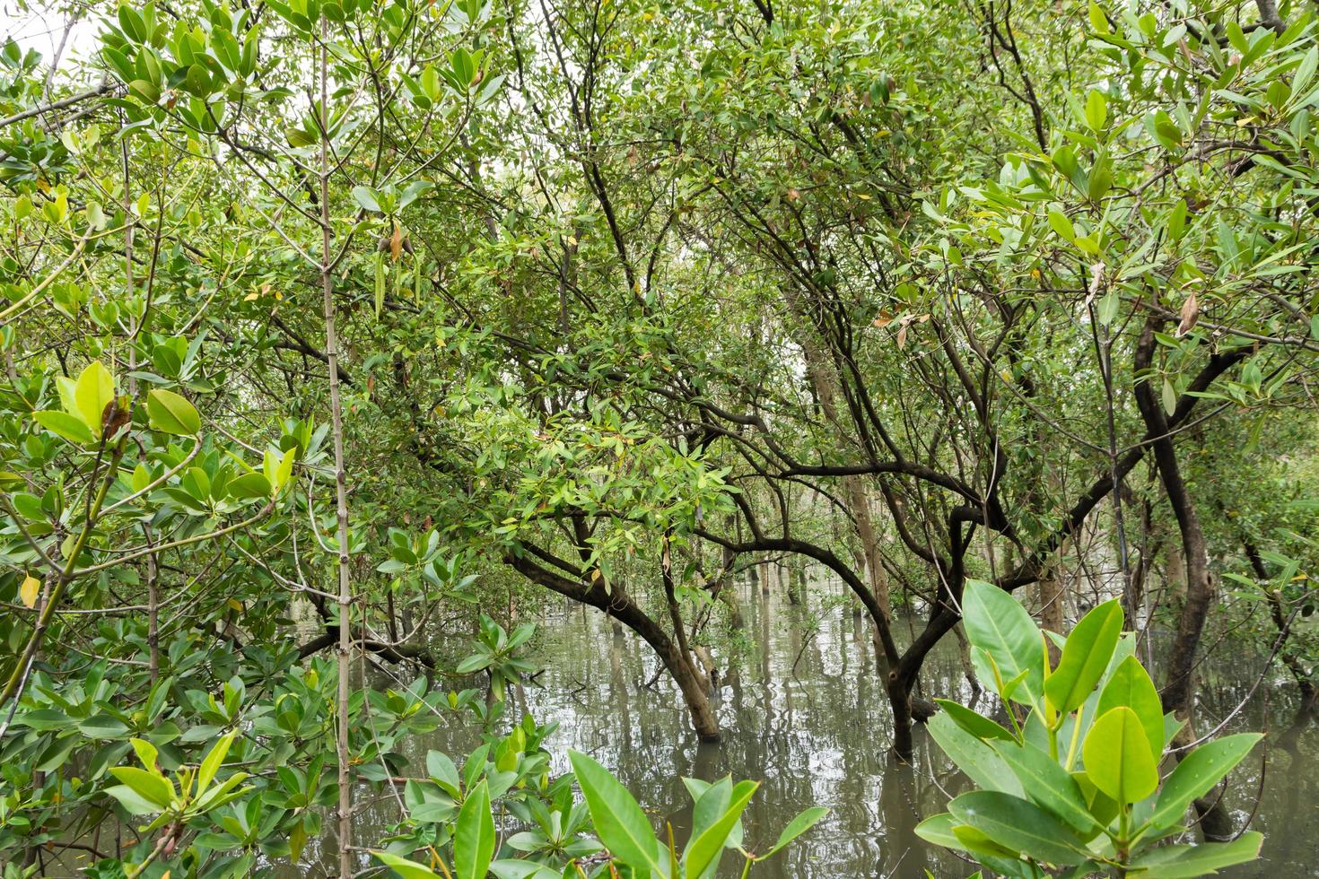 Mangrovenwald in Thailand foto