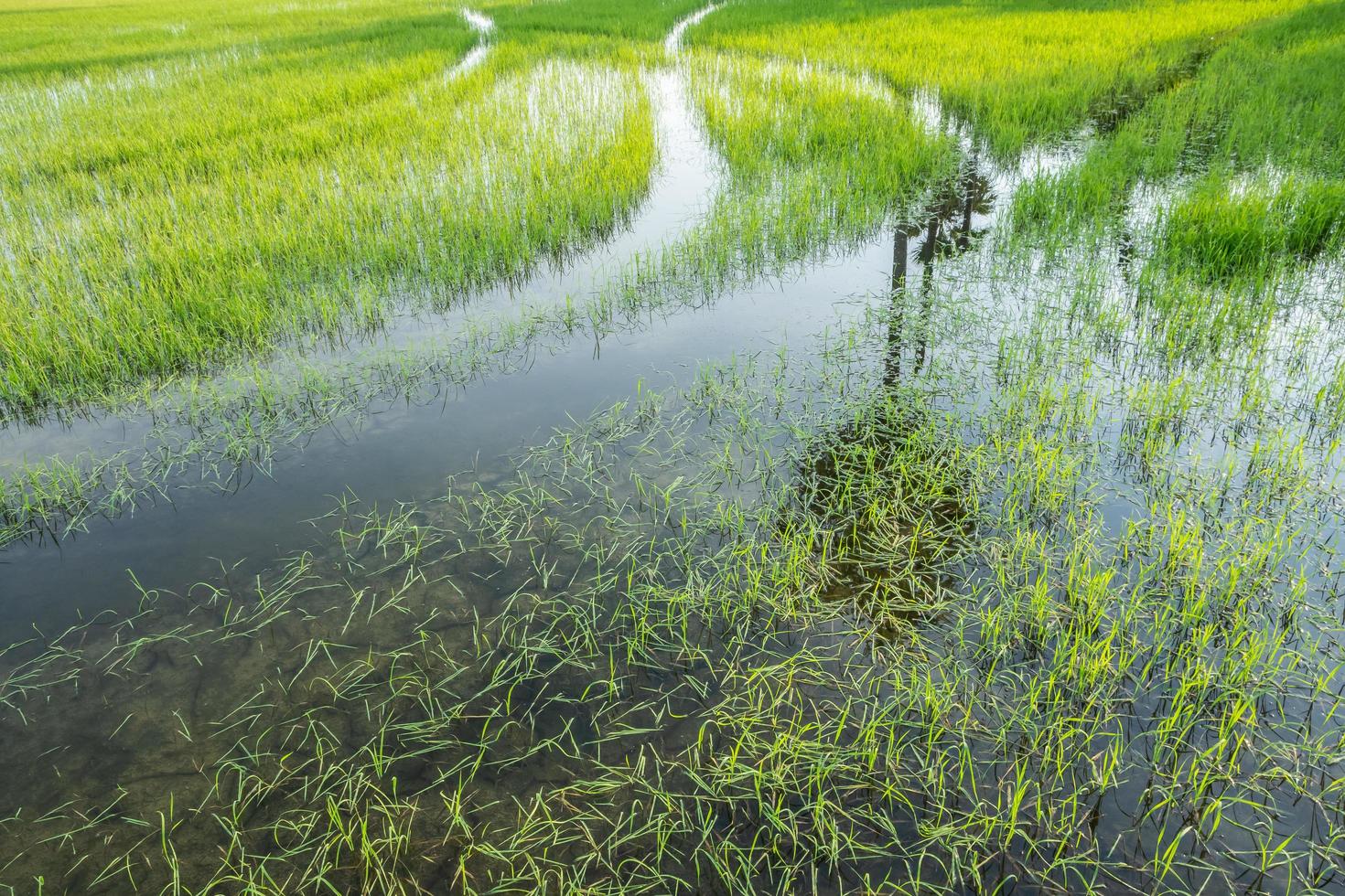 Reisfeld im Sommer foto