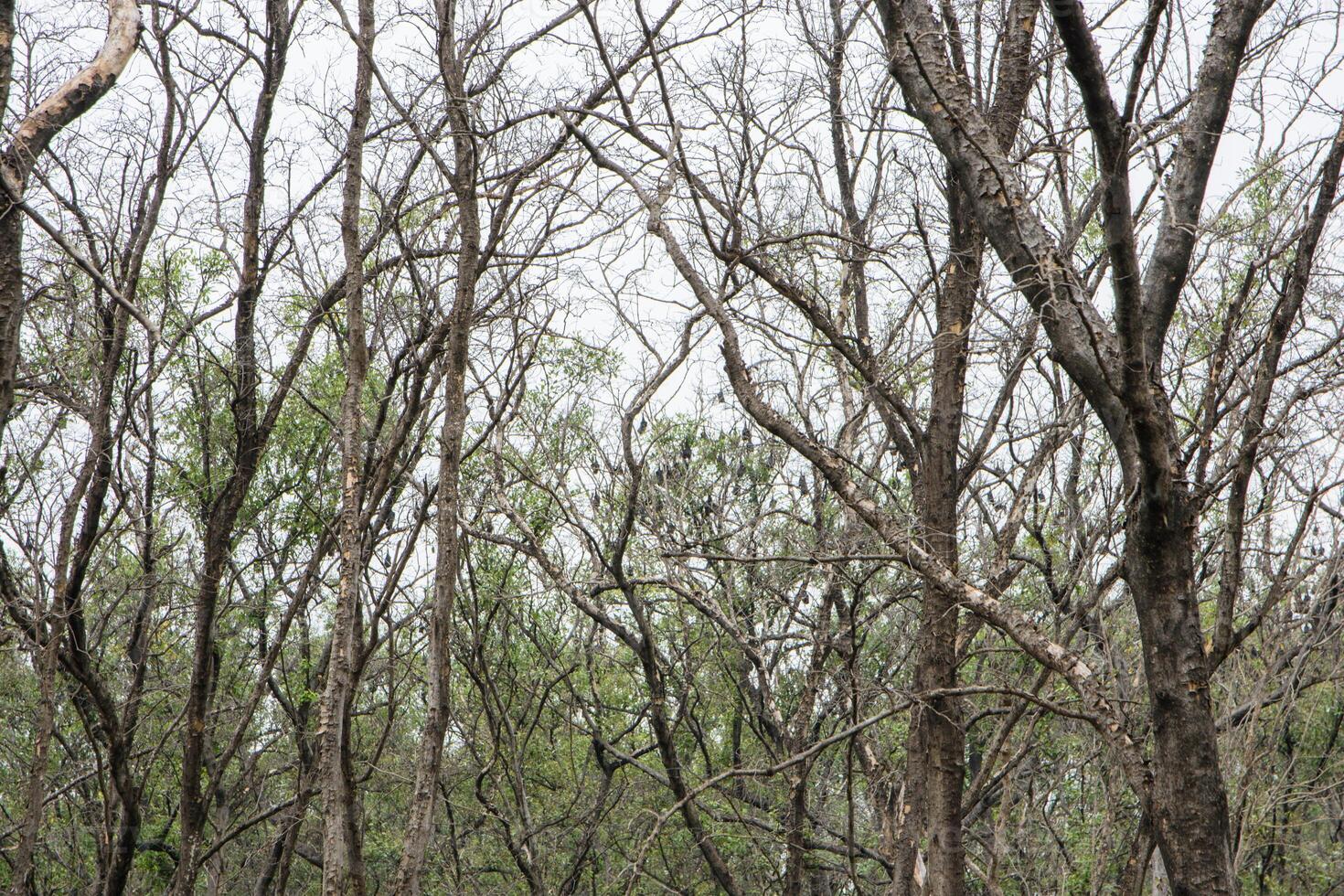 Mangrovenwald in Thailand foto