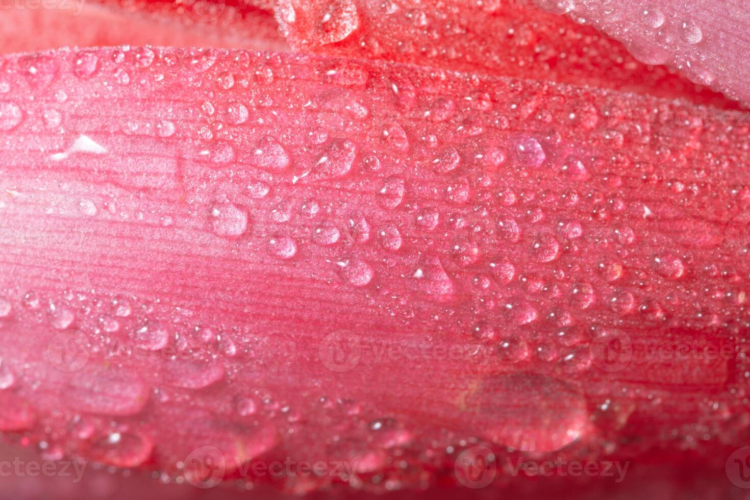 Wassertropfen auf eine Blume foto