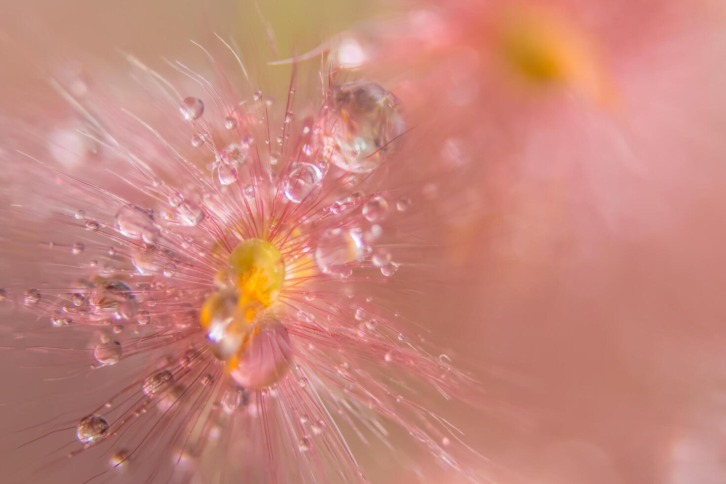 Wassertropfen auf wilde Blumen, Nahaufnahme foto