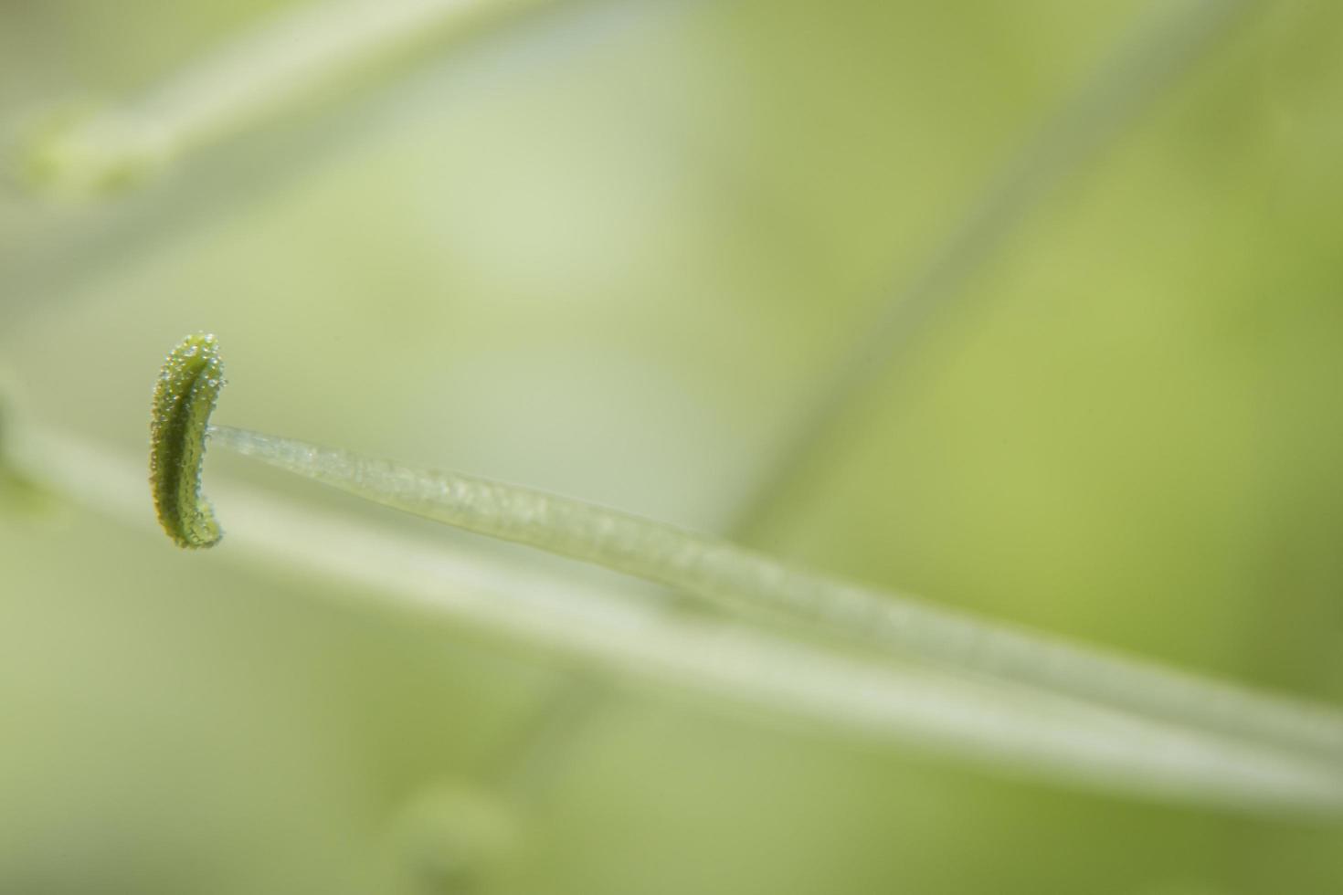 Wildblumenmakro auf grünem Hintergrund foto