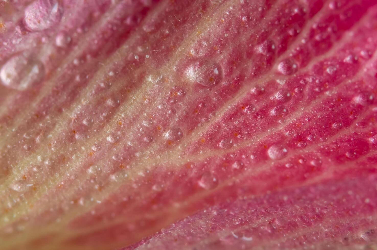 Wassertropfen auf den Blütenblättern einer rosa Blume foto